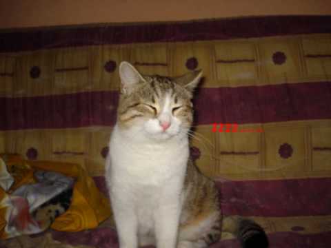 Video Gatti Video Guidoneit