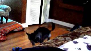 Yoga For Chihuahuas