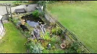 Braver Jagdhund Und Wildschwein Im Garten