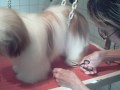 toiletter shih tzu