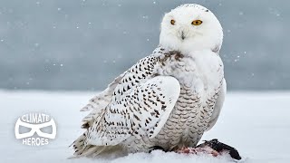 Why Snowy Owls Are Key to the Arctics Future I Climate Heroes