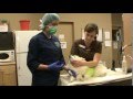 Watch Vet in Calgary Discusses Stem cell treatments in Pets Video