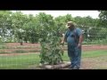 June Field Trip   - Growing a Vegetable Garden