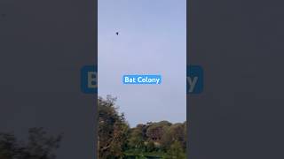 I Found A Bat Colony. Kelawar Bertebaran