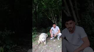 Aslan Gibi Maşallah