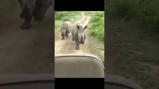 Carl And Frank Rhinos