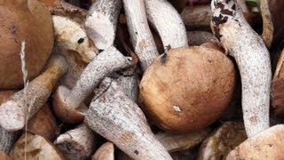 Как собирать грибы
