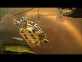 Planted Turtle Tank "Red Ear Slider" (RES) with home made "Co2 reactor" Check it out!
