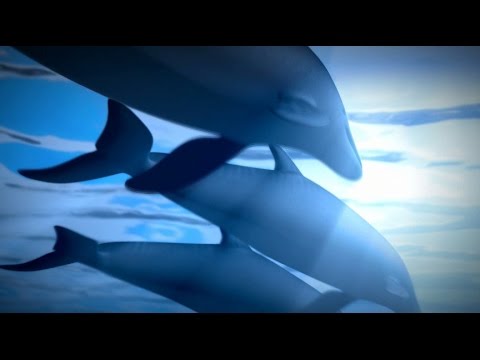 RelaxYourBaby Vol. 1 - The Butterfly YouTube.wmv