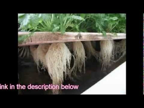 Aquaponics - The New Way of Growing Plants - Fast