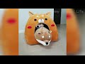Play this video Cute Dogs And Cats That Will Make You Laugh р - Funny Animals Compilation 5 р