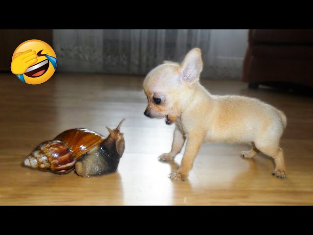 Play this video Cute Dogs And Cats That Will Make You Laugh р - Funny Animals Compilation 5 р