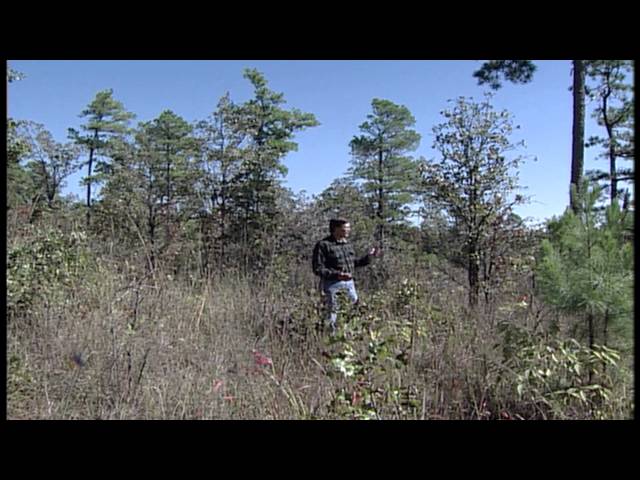 Watch Managing for Deer 101 (2013) on YouTube.