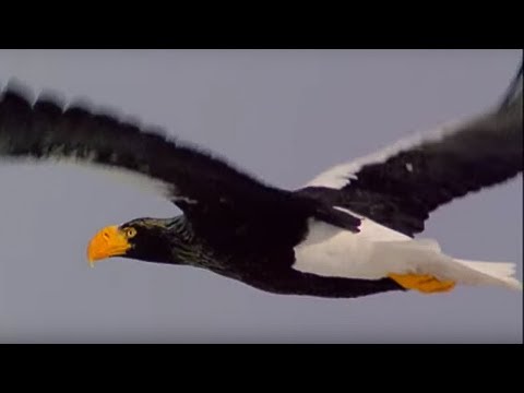Eagles in the Snow - Secret Japan - BBC Earth