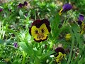 Anadolu Çiçekleri (Anatolian Flowers)
