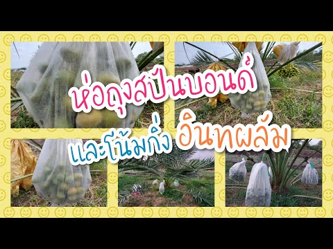 วิธีห่อจั่นด้วยถุงสปันบอนด์และโน้มกิ่งอีกครั้ง😊😊Ep14@เกษตรตั้งตัว