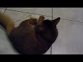 Ghalia et sa souris blanche