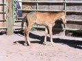 A foal named Honey Bandit part A
