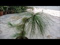 How To Care - Pine Tree | Pine Plant In Pot | Hindi/Urdu