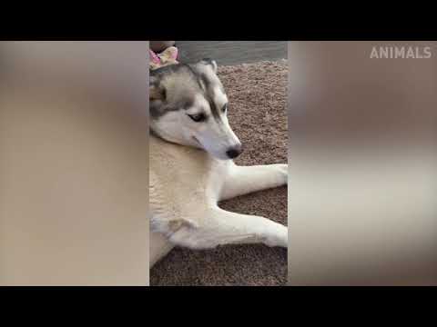 TRY NOT TO LAUGH Funny Animals Compilation July 2019 These Dogs Are So Weird