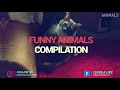 TRY NOT TO LAUGH Funny Animals Compilation July 2019 These Dogs Are So Weird