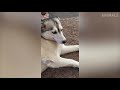 TRY NOT TO LAUGH Funny Animals Compilation July 2019 These Dogs Are So Weird