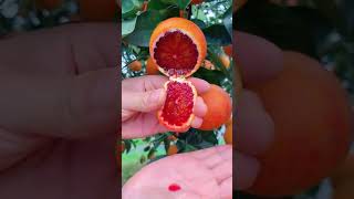 Blood Orange