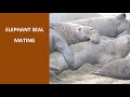 Mating season of elephant seals in January, 2022