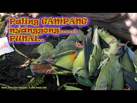 Berburu Burung Punai Kalimantan | di pohon beringin lunuk