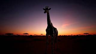 Savanna .Ai