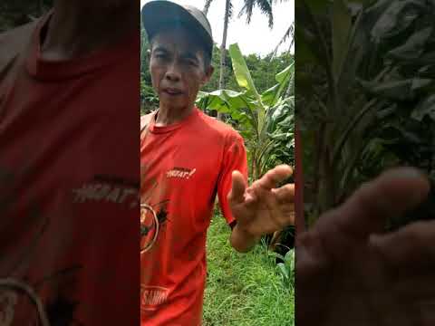 indanya desaku #pesonapedesaan #pesonapurworejo #wonderfulindonesia