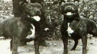 Staffordshire Bull Terrier Part1