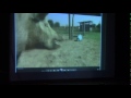 pastore 動画2c