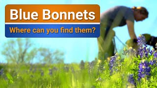 Where do you find Blue Bonnets in Texas?