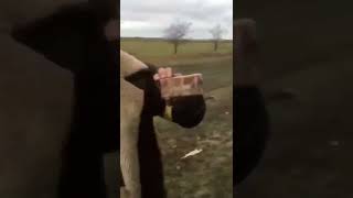 Russian Military Using Ambulance To Transport Ammunition For It's Invasion