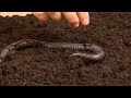 Reptiles, Amphibians, Invertebrates & Small Pets : Caecilian Facts