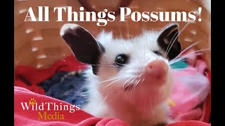 All Things Possums! Stuart the Possum Ambassador.
