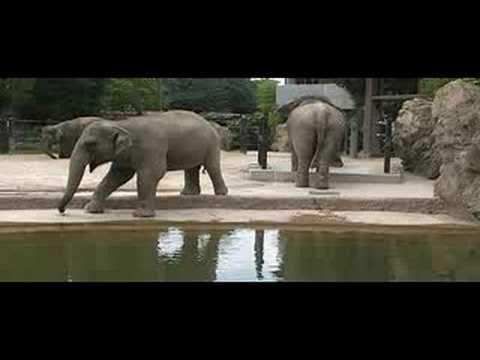 funny animals， elephants gathering， 象の集まり
