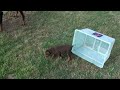 Doberman Puppy vs The Box