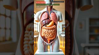 Illustration Of Constipation Animation Human Anatomy Stomach Ai Generated Art 01