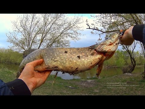 ловим рыбу весной на удочку видео ловим рыбу весной на удочку видео