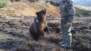 Кормим Медведя, Ничего Не Обычного, России