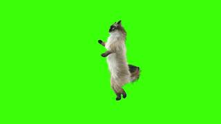 Funny cat dancing, Green Screen no copyright & free download