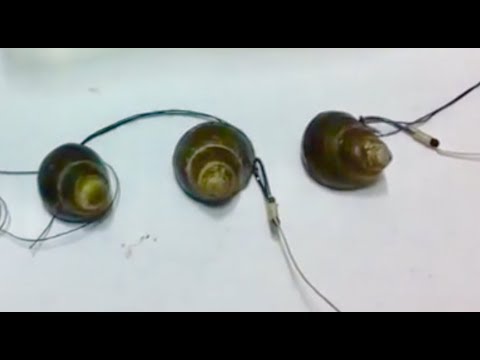 How to Make Black Carp Bait (2)Mồi Câu Trắm Đen (Trắm Ốc)Dùng Lưỡi Đơn.