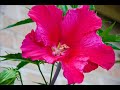 Karen Z's Garden