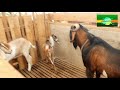 New Inspiration BIG MALE Goats | Anglo goat type Perfect Quality