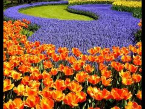 Baharon phool barsao mera mehboob aaya hai
