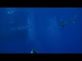 Eddie's Elphinstone reef shark encounters