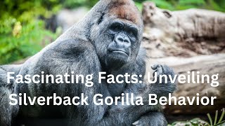 Fascinating Facts Unveiling Silverback Gorilla Behavior