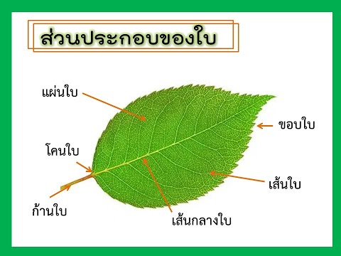 หน้าที่ของใบ ป.4